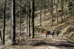 Deutschland-Pfaelzerwald-Wandergruppe-im-Wald