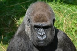 Uganda-individuell-Gorilla-Silberruecken