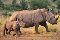 Uganda-individuell-Nashorn-mit-Baby