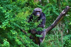 Uganda-individuell-Schimpanse-im-Baum
