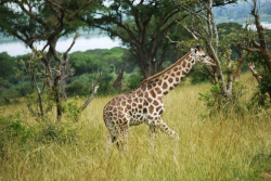 Uganda-individuell-laufende-Giraffe